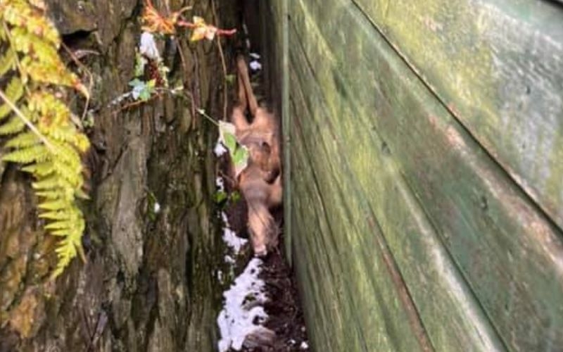 deer upside down between shed and wall