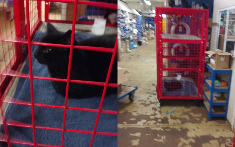 black cat inside red cage on oil rig