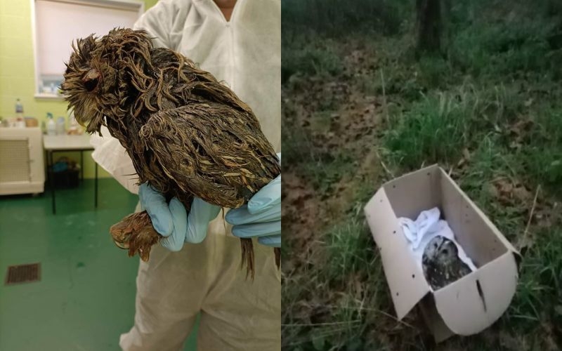 image showing owl covered in food waste and then in a cardboard box on grass waiting to be released