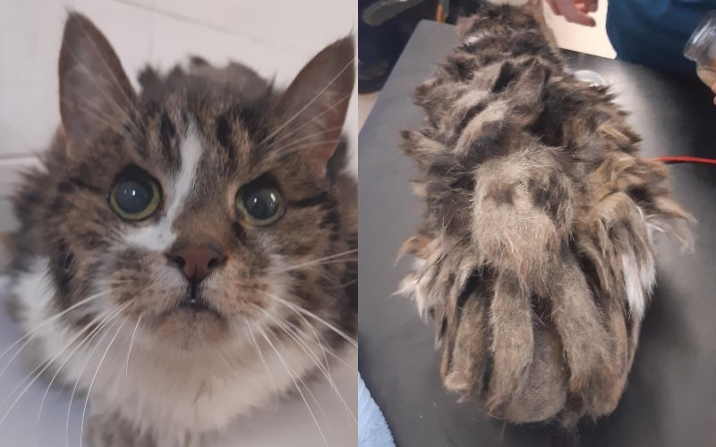 tabby and white cat with extremely matted fur.