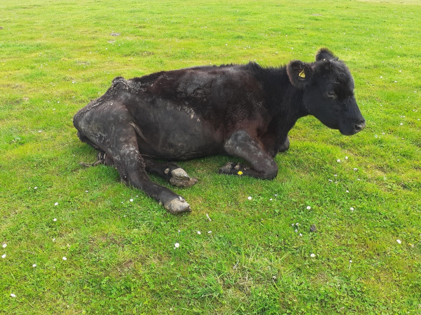 lame cow lying in field