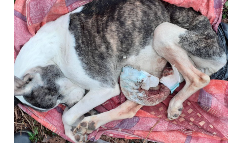 Body of dog with mass wrapped in bloody nappy