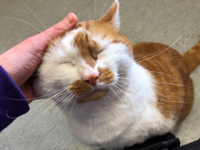a happy ginger and white cat getting his ear rubbed