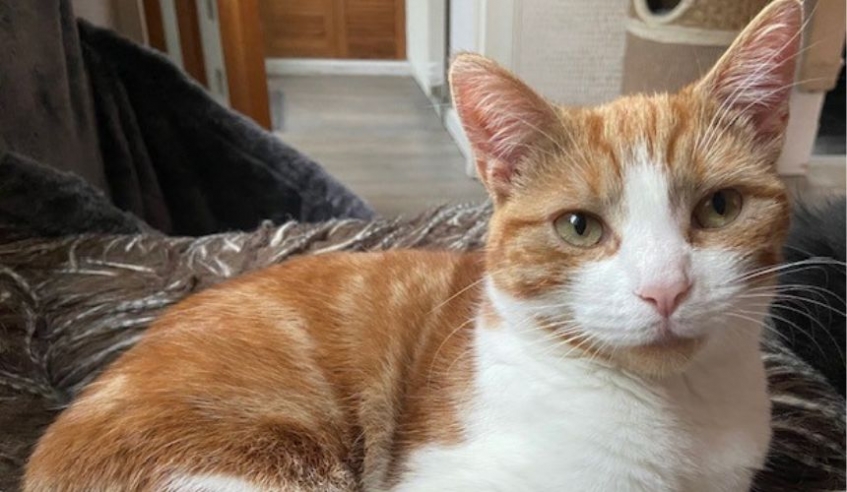 a ginger and white cat sitting on a cushion