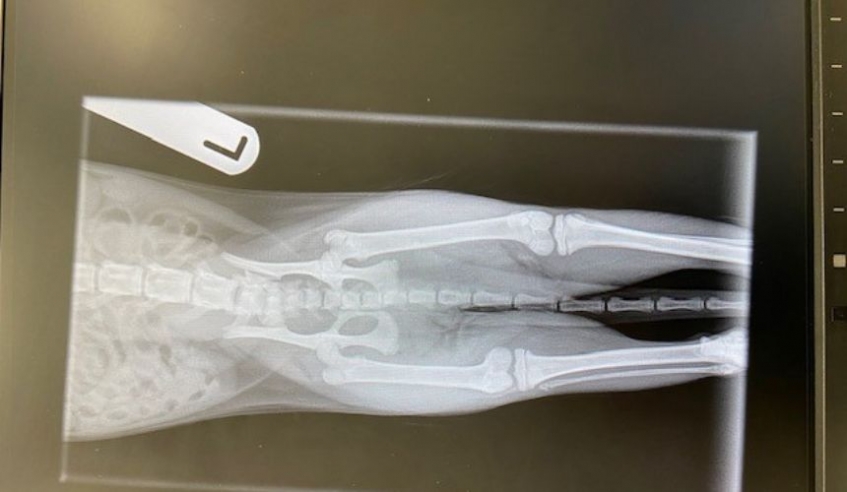 An x-ray of a cat showing one leg is longer than the other