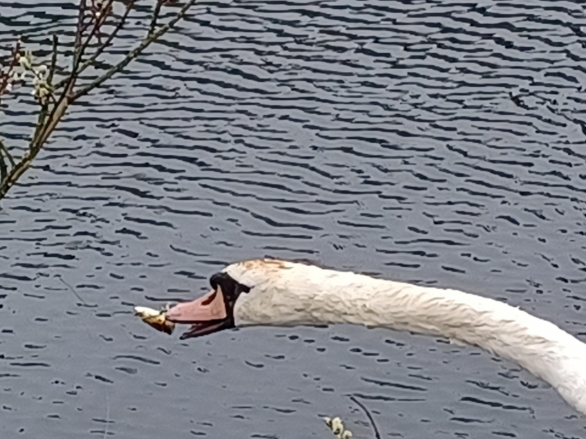 swan attached to tree by fishing tackle wrapped round beak