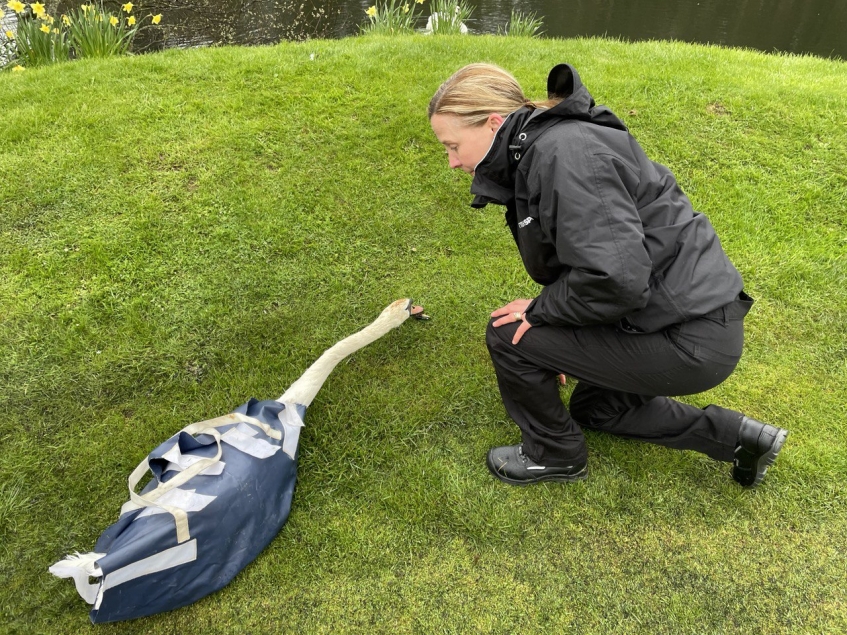 swan in carrier lying on grass being checked by scottish spca animal rescue officer