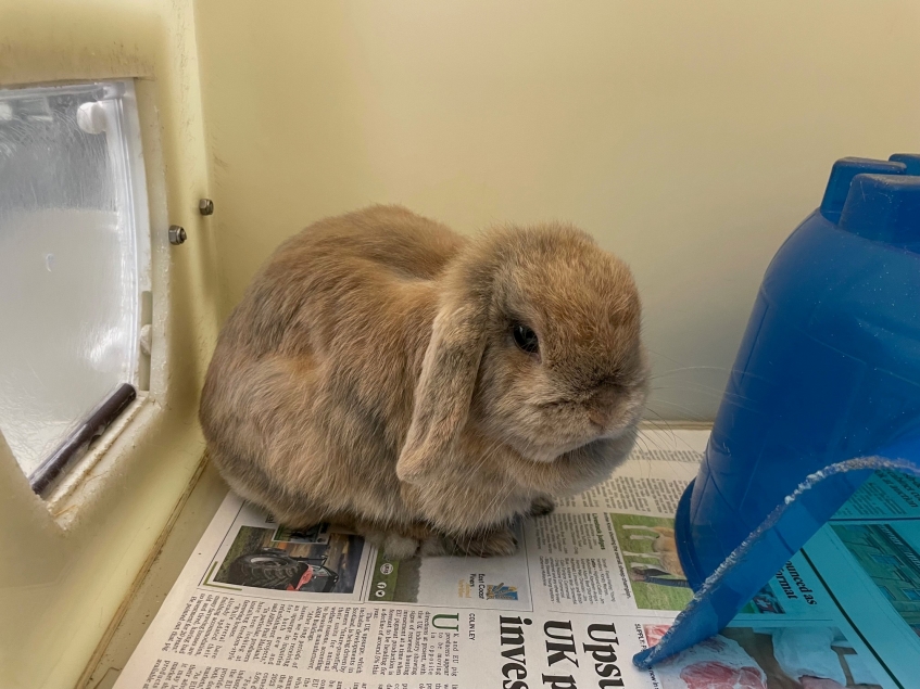 a tan rabbit with floppy ears sitting on newspaper