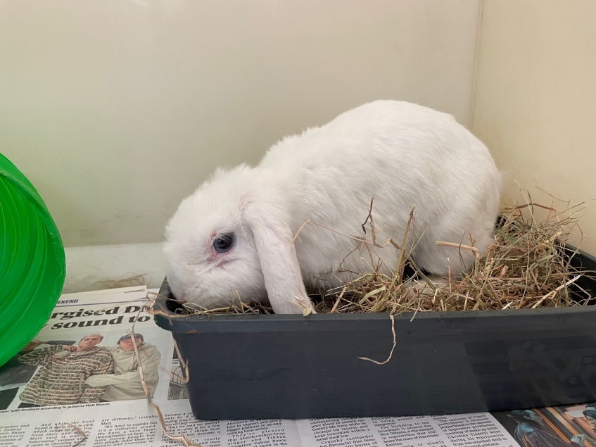 a white rabbit sitting in a box of hay