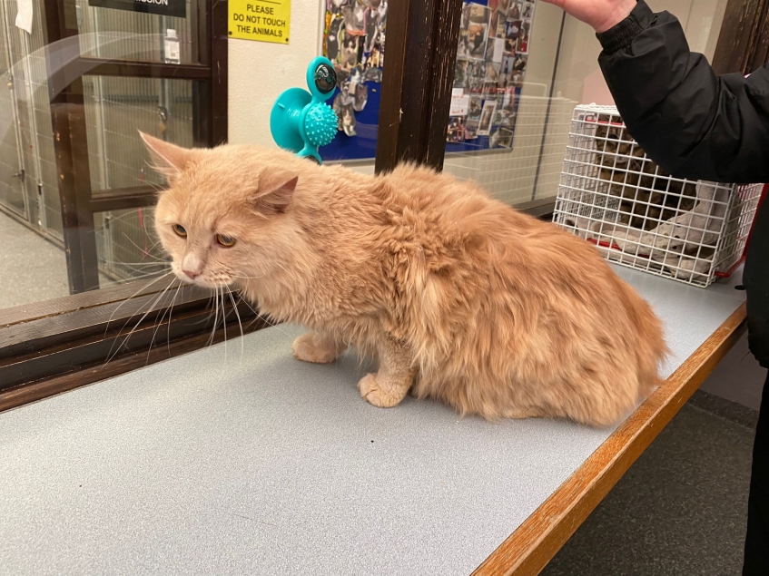 an orange long haired cat on a veterinary examination table.