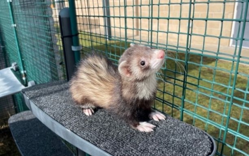 a young brown and white ferret on a platform in an outdoor cage