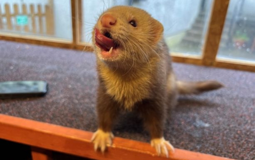 a brown and white ferret facing the camera and licking his lips