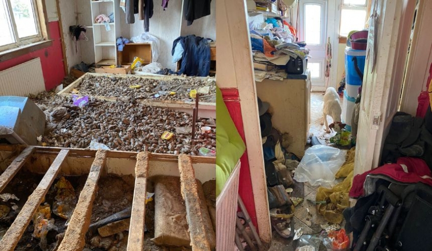 two images of a bed frame full of dog faeces and a white and tan pointer in a dirty and messy hallway