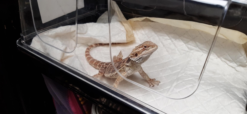 a brown and white bearded dragon lizard in an enclosure lined with paper towels