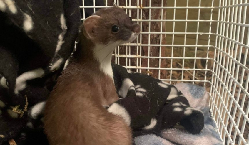 a young stoat sitting on blankets in a cage waiting to be released into the wild
