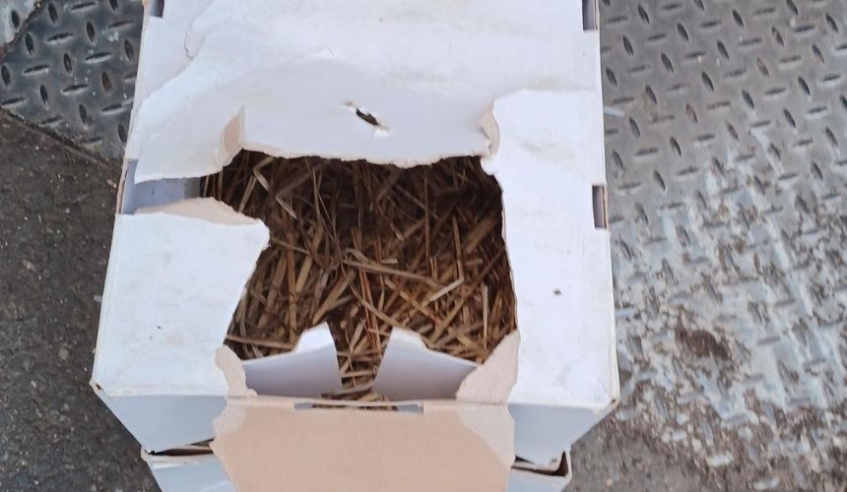 a white cardboard box on the ground filled with straw