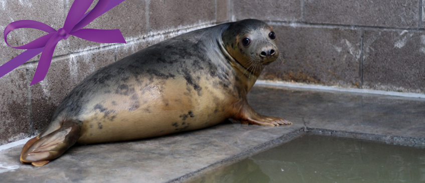 seal in seal enclosure