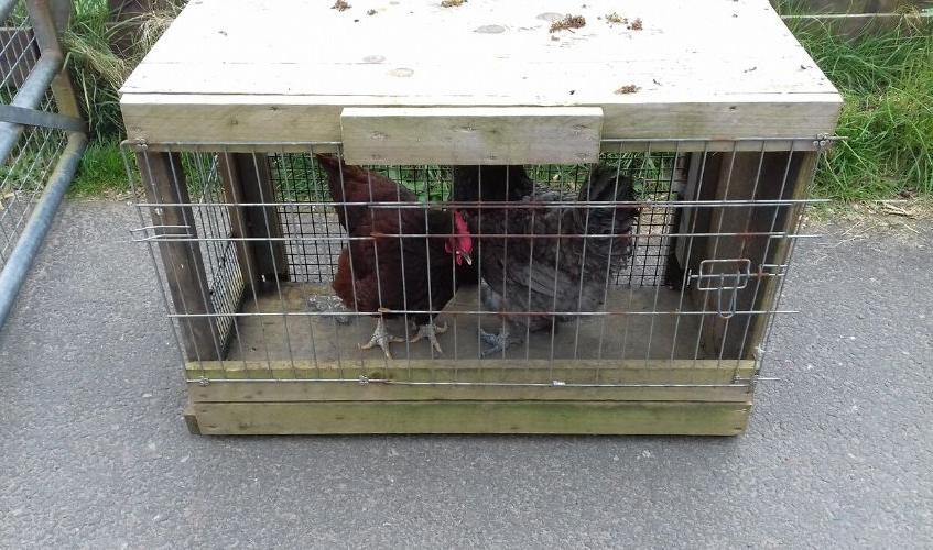 Scottish SPCA issue appeal after hens dumped outside Edinburgh Animal Rescue  and Rehoming Centre | SSPCA