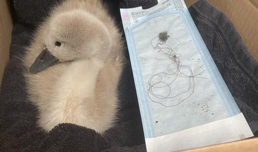 Cygnet and fishing wire