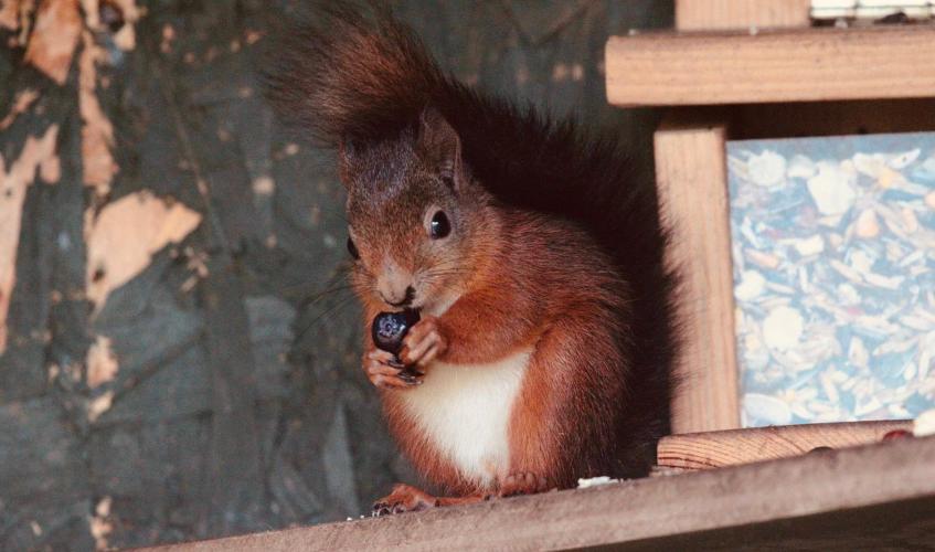 Red squirrels released 