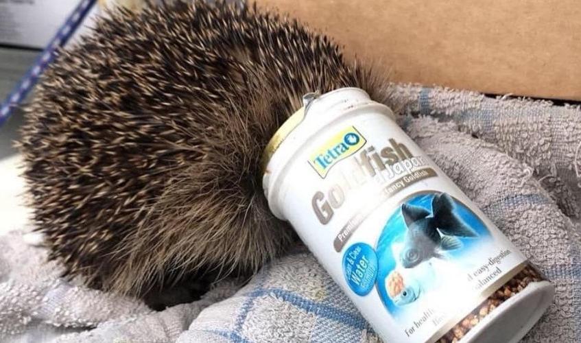 Hedgehog stuck in litter