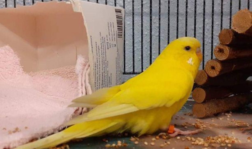 a yellow budgie in a cage