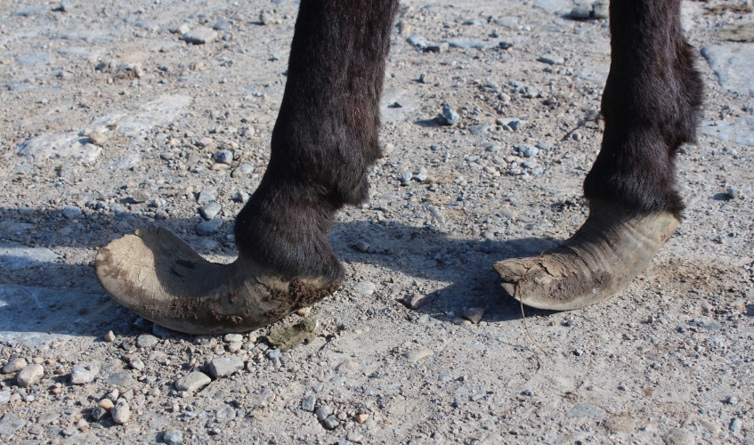 close up of donkey's overgrown hooves