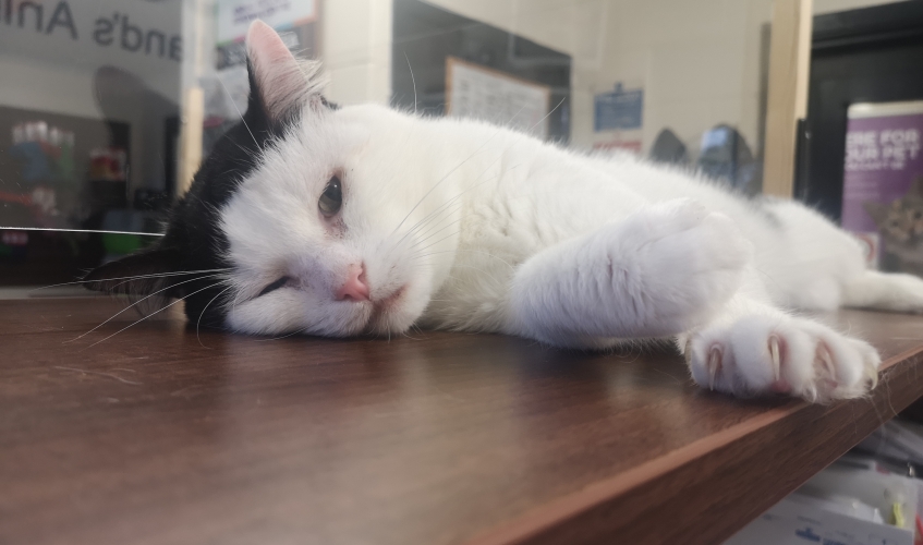 Image of Samson the cat lying on a desk