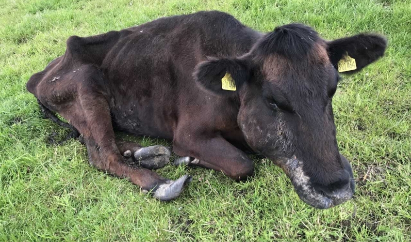 image showing sick cow with swollen face and overgrown hooves lying in a field
