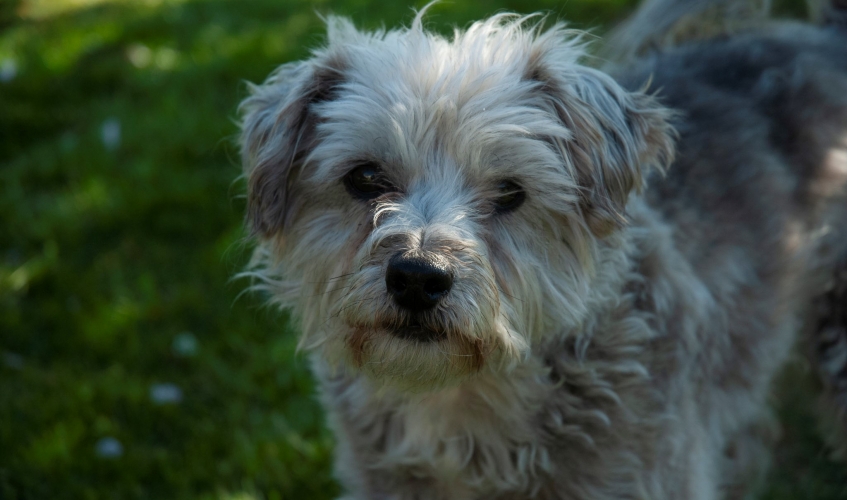 A close up of Angus, a grey terrier cross type dog standing outside on grass