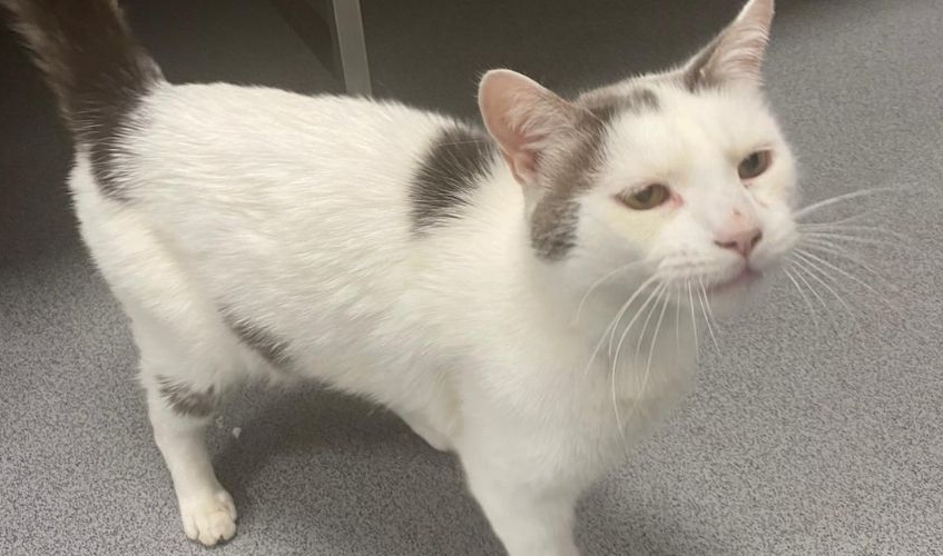 Appeal for information about cat found in Finnieston | SSPCA