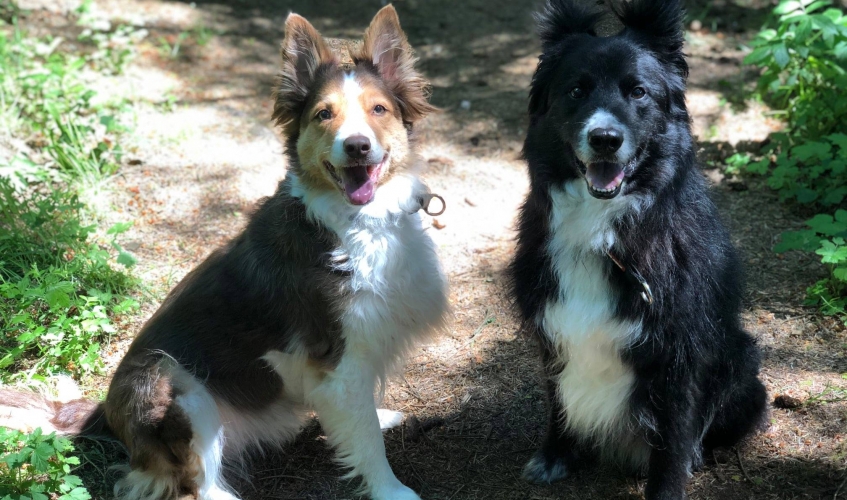 Hendrix and Skye the collies sitting on a woodland path