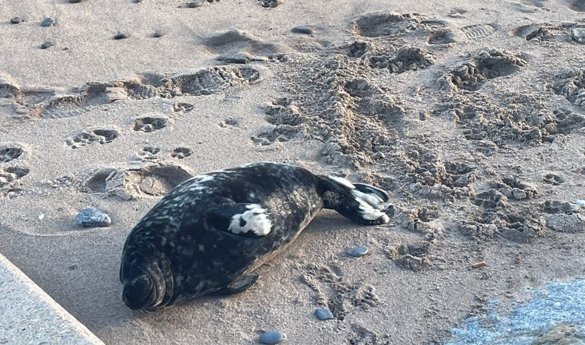 a seal pup asleep on a beach