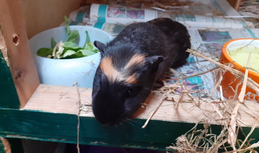 Abandoned Guinea pig which was found on Edinburgh street