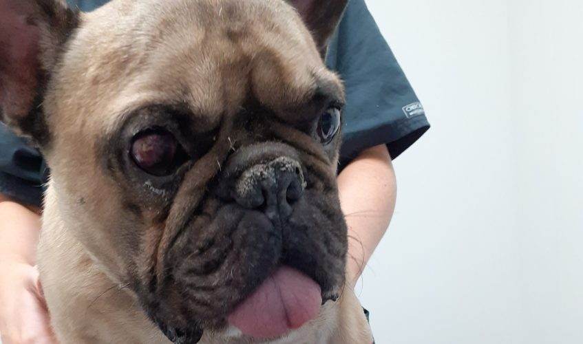 Seriously ill French bulldog found in Paisley 