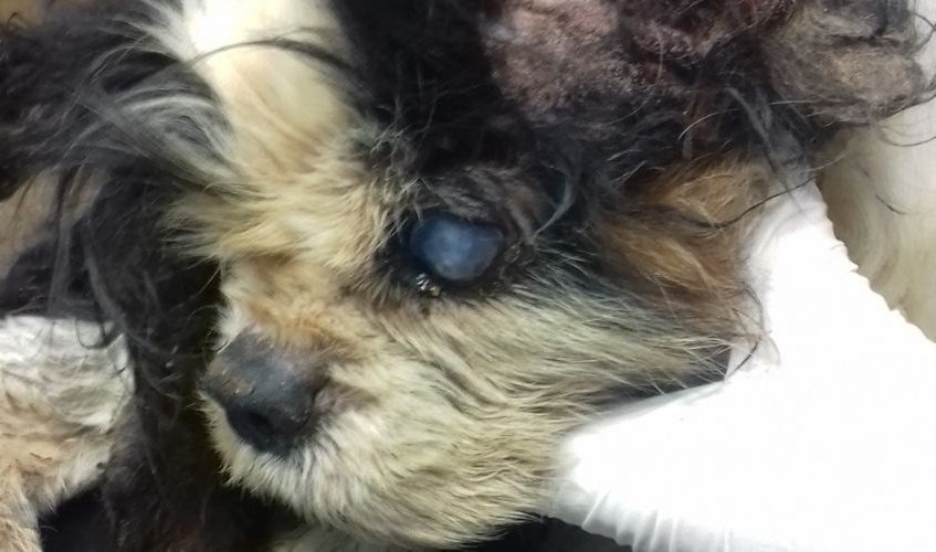 close up of dog's face showing it is blind, matted, dirty and in poor condition