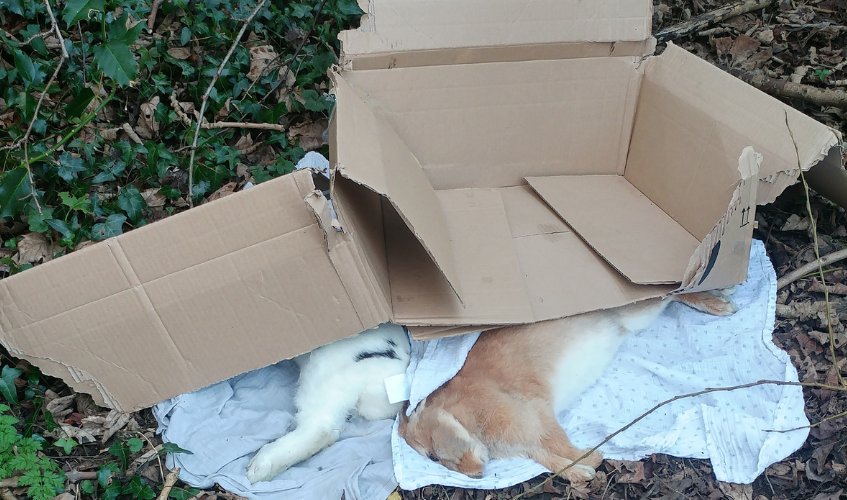 Bodies of two rabbits partially covered by a cardboard box