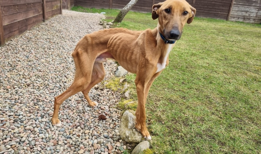 Emaciated lurcher found on a hill in Banffshire