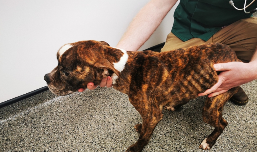 an emaciated brindle and white Staffordshire bull terrier