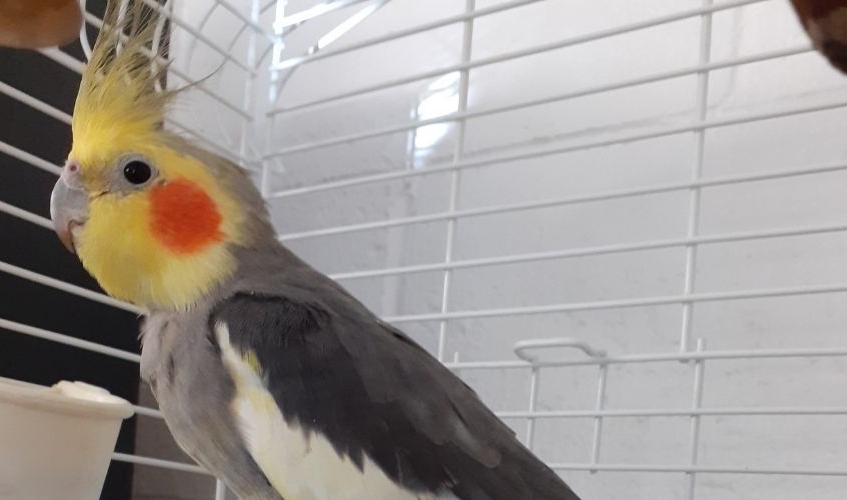 grey and yellow cockatiel in cage