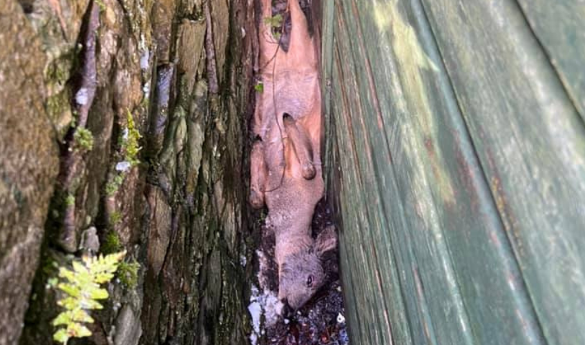 Deer stuck on back between wall and shed