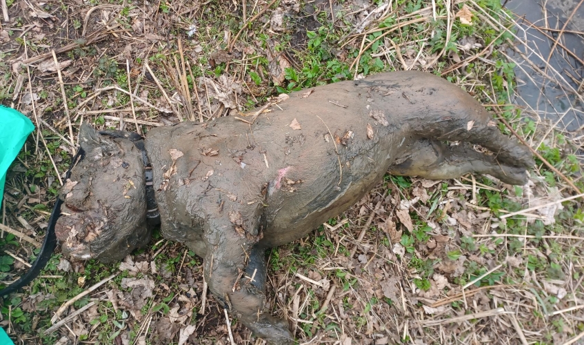 body of bull dog covered in mud