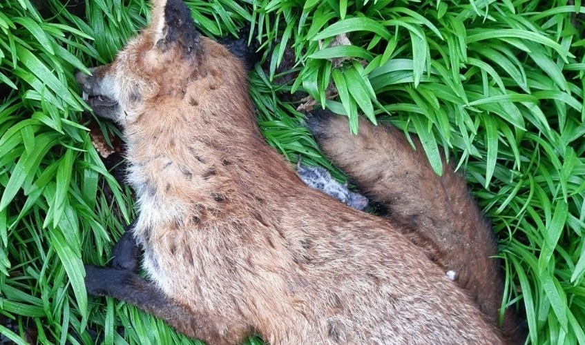 remains of dead fox lying on grass