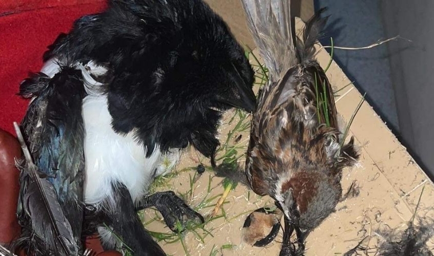 a magpie and a sparrow caught in a glue trap