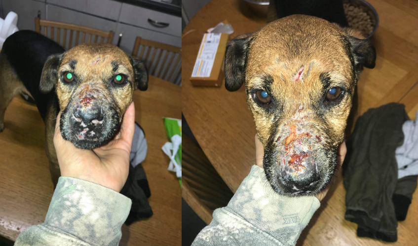 Injuries to dog involved in animal fighting 