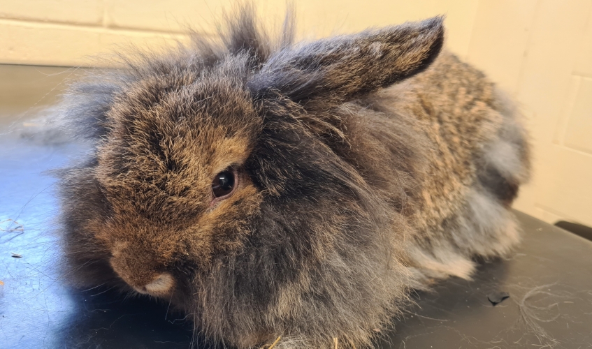 A fluffy brown rabbit sitting on a table