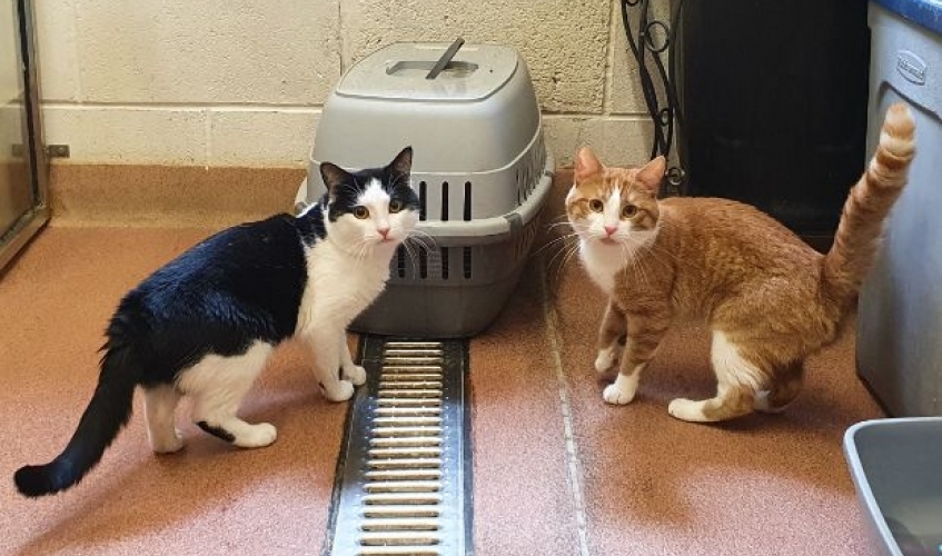 A black and white cat and a ginger and white cat standing in front of a cat carrier