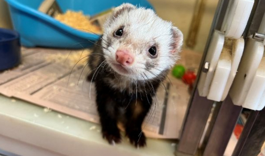 Home appeal for overlooked small and exotic animals in Angus | SSPCA