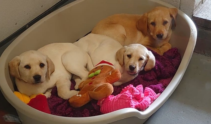 Three Labrador puppies huddled together in a plastic dog bed.