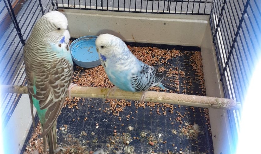 two blue budgies perched in a dirty cage